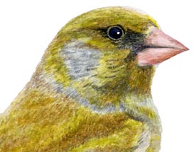 detail of greenfinch watercolour illustration
